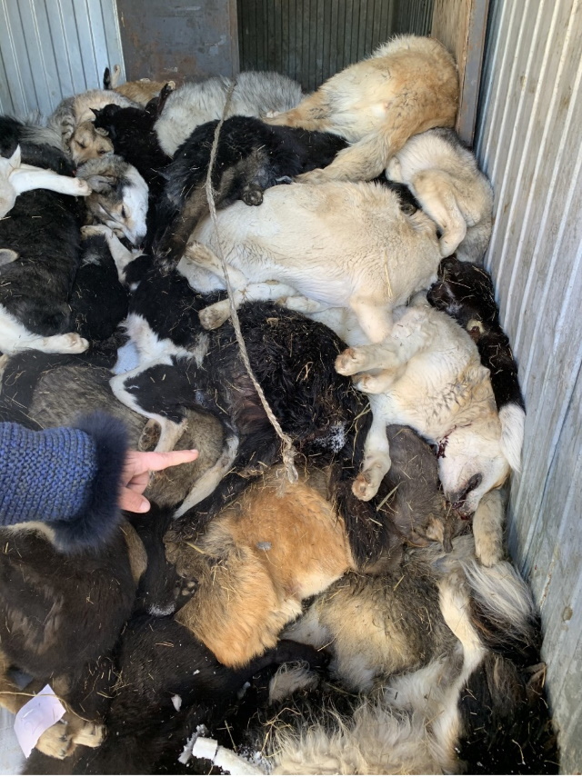 В якутском приюте уничтожили больше 200 собак и кошек